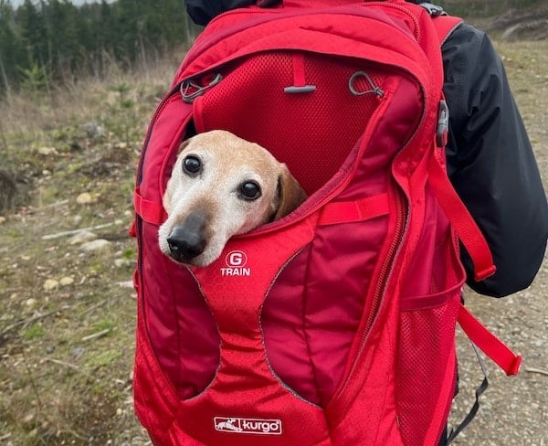Person wears red backpack with dog sticking head out