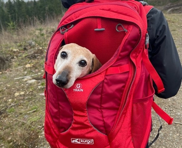 Kurgo G-Train Dog Carrier Backpack, Red