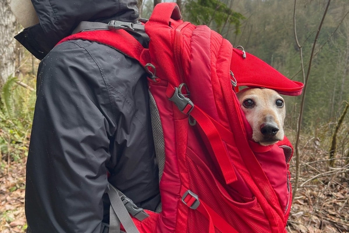 Dog in red Kurgo backpack on person's back.