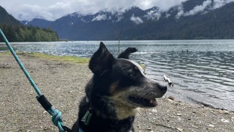 A cattle dog on a leash looks out at a mountain lake. Mountains are in the background