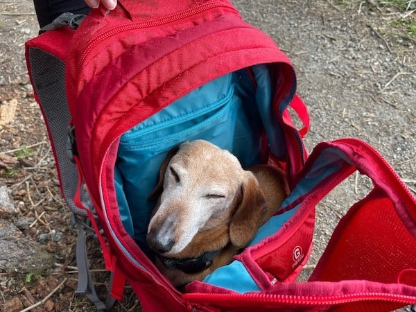 Small dog sits in red hiking backpack on trail