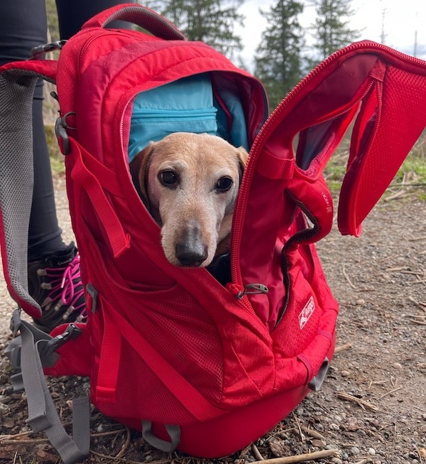 Miniature Dachshund peeking out of Kurgo dog backpack