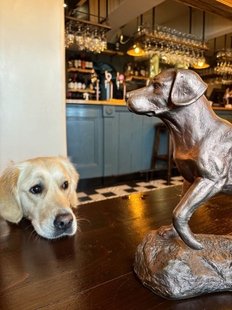 Dog stares at statue in The Dog pub, Knutsford
