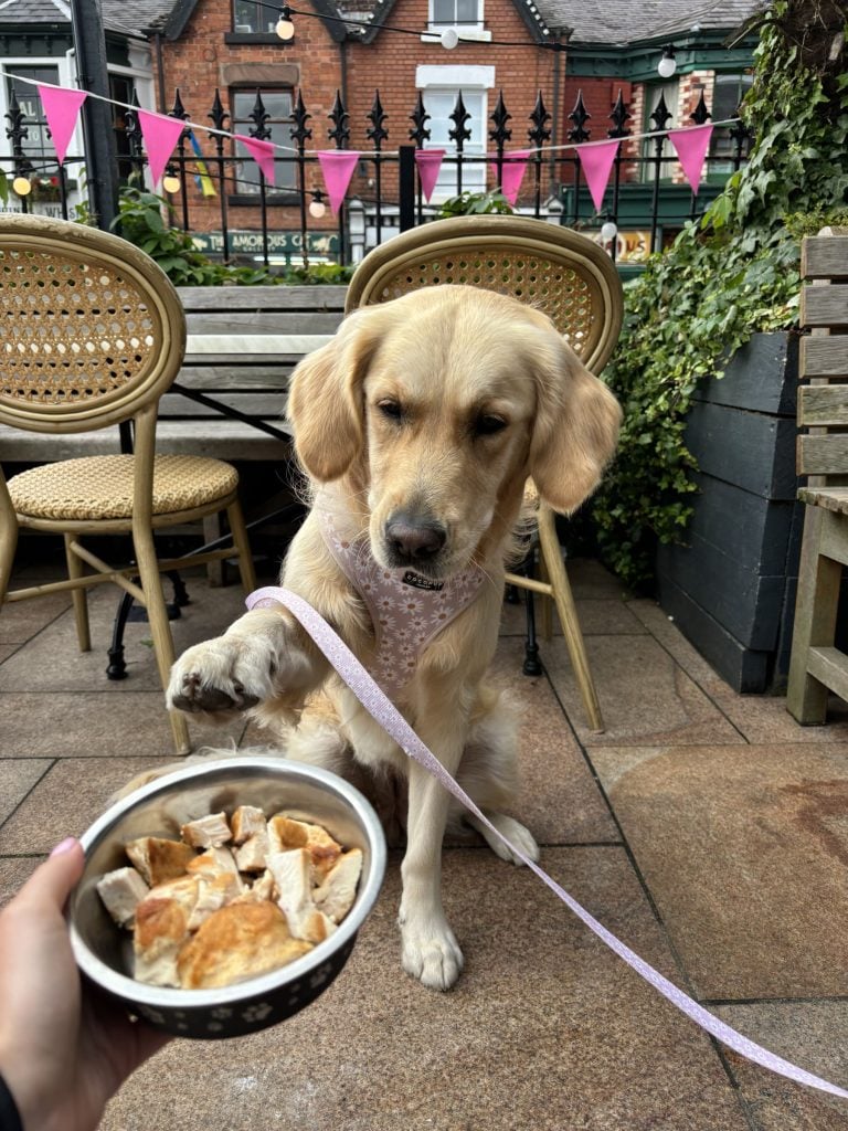 Dog accepts food bowl in pub garden at The Old School House, Liverpool