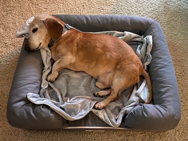 Mini Dachshund sleeps in orthopedic dog bed.