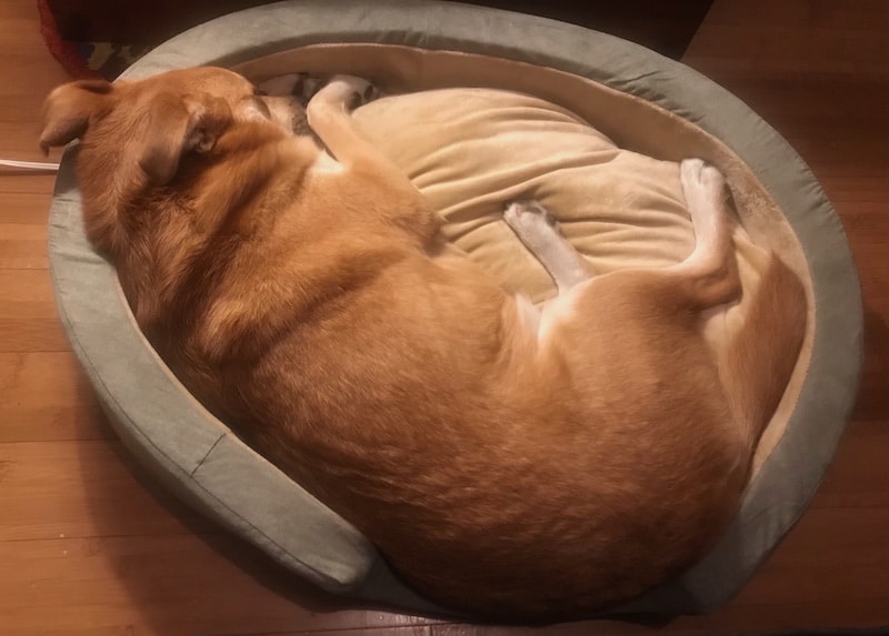 Roo sleeps on the K&H’s Thermo-Snuggly Heated Dog Bed