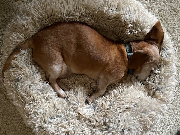 Dog snuggling in fuzzy dog bed