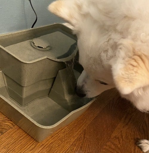 Dogs drink water from pet faucets