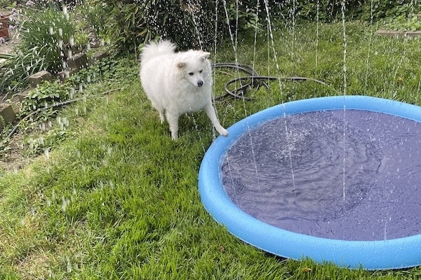 White fluffy dog stepping on a splash pad.