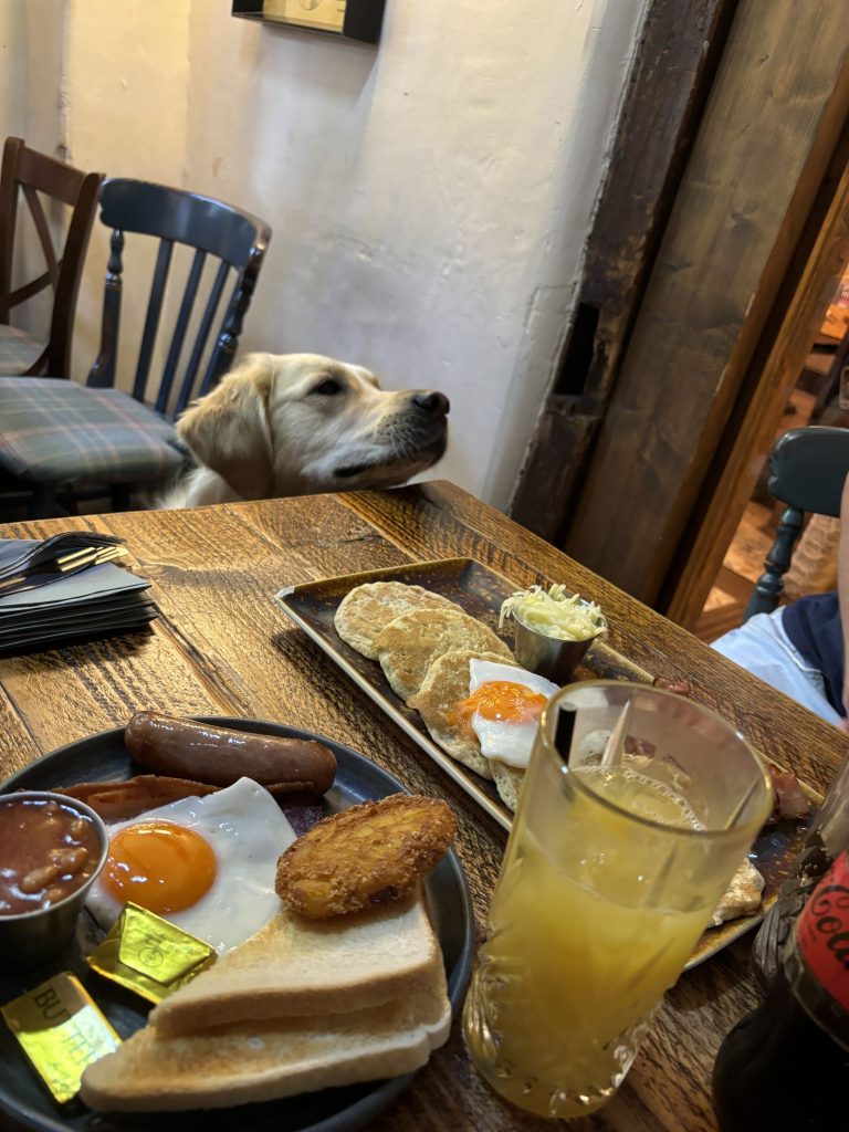 Dog looks pub food on table