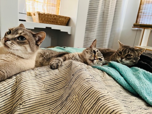 Three cats relax on a bed