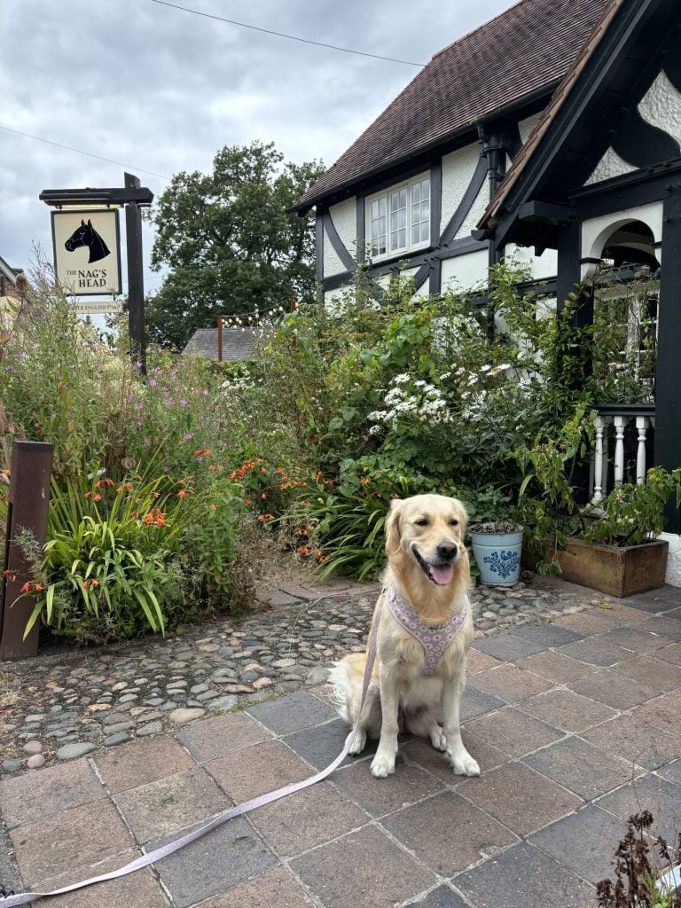Dog in front of The Nag's Head Pub