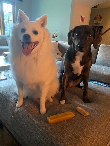 Two dogs sitting on an ottoman with dog chews