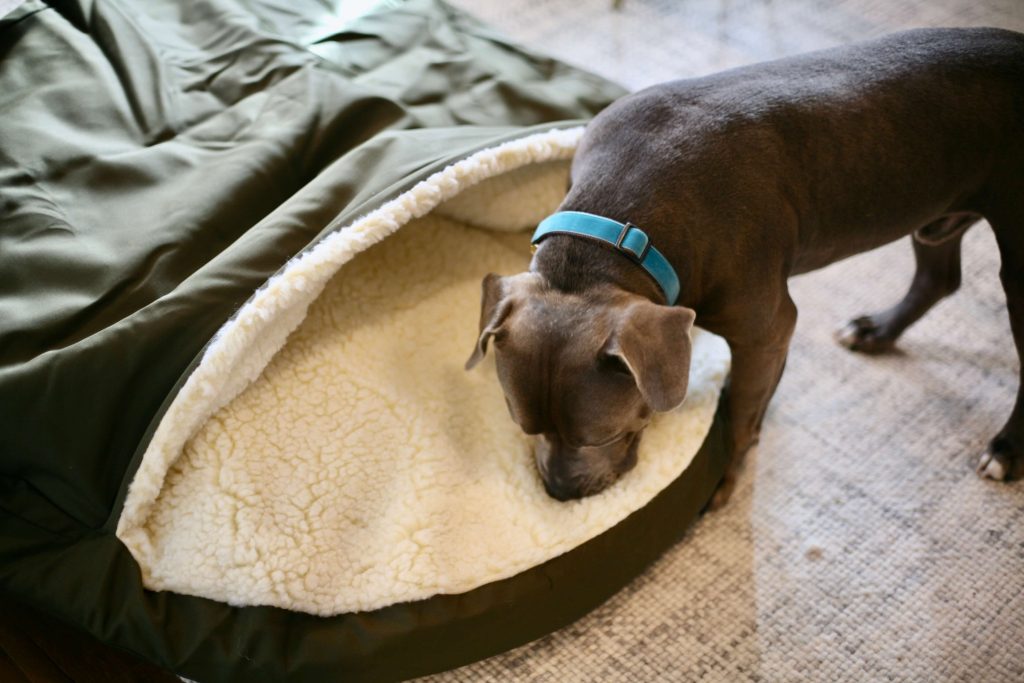 A Staffordshire Terrier sniffing and rolling on a new cozy cave bed
