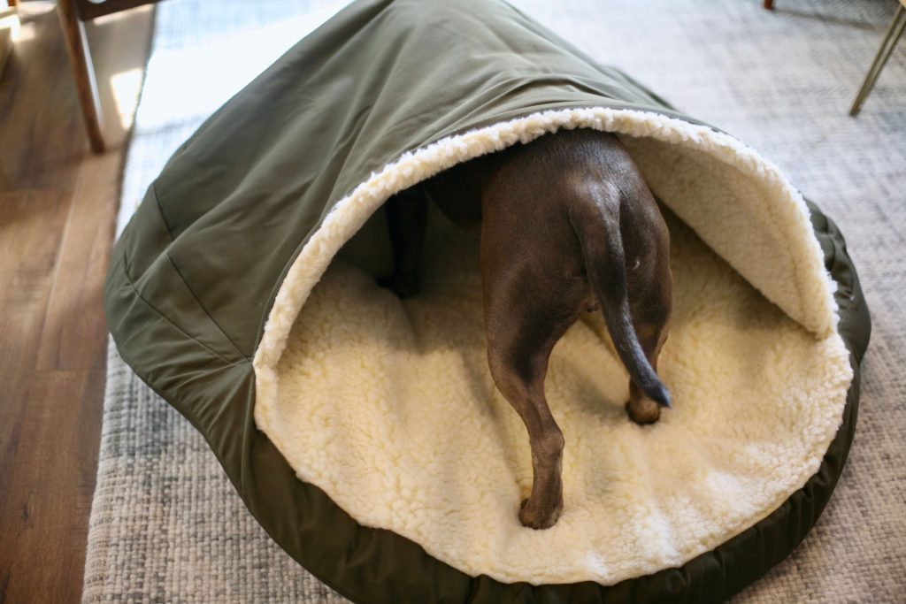 A large dog burrowing in a big cave bed