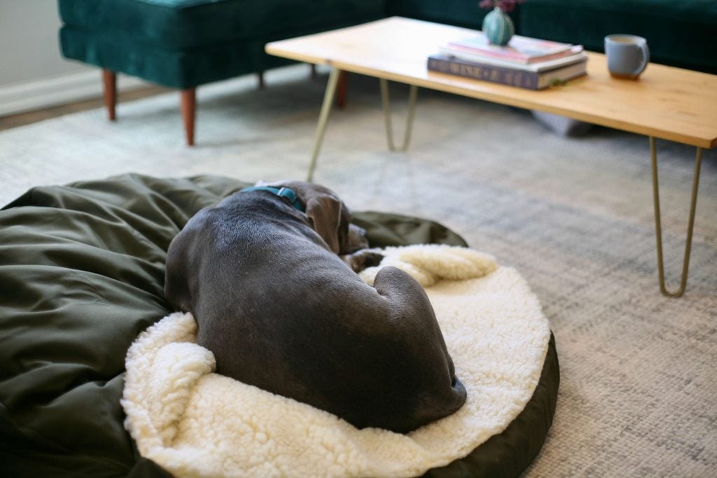 A dog sleeping on a bed in a living room