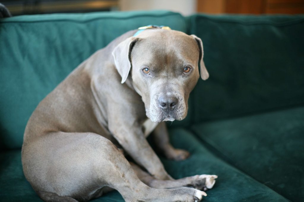 A Staffordshire Terrier sitting on a green velvet couch