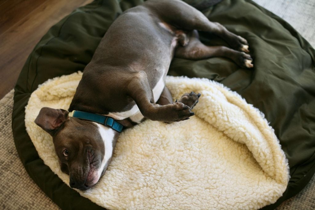 A large dog on a large dog bed napping