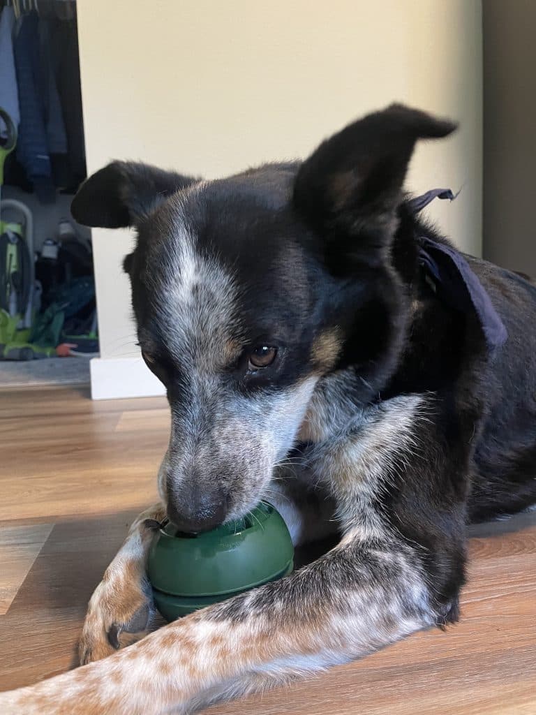 A dog licks a treat out of a round green rubber toy