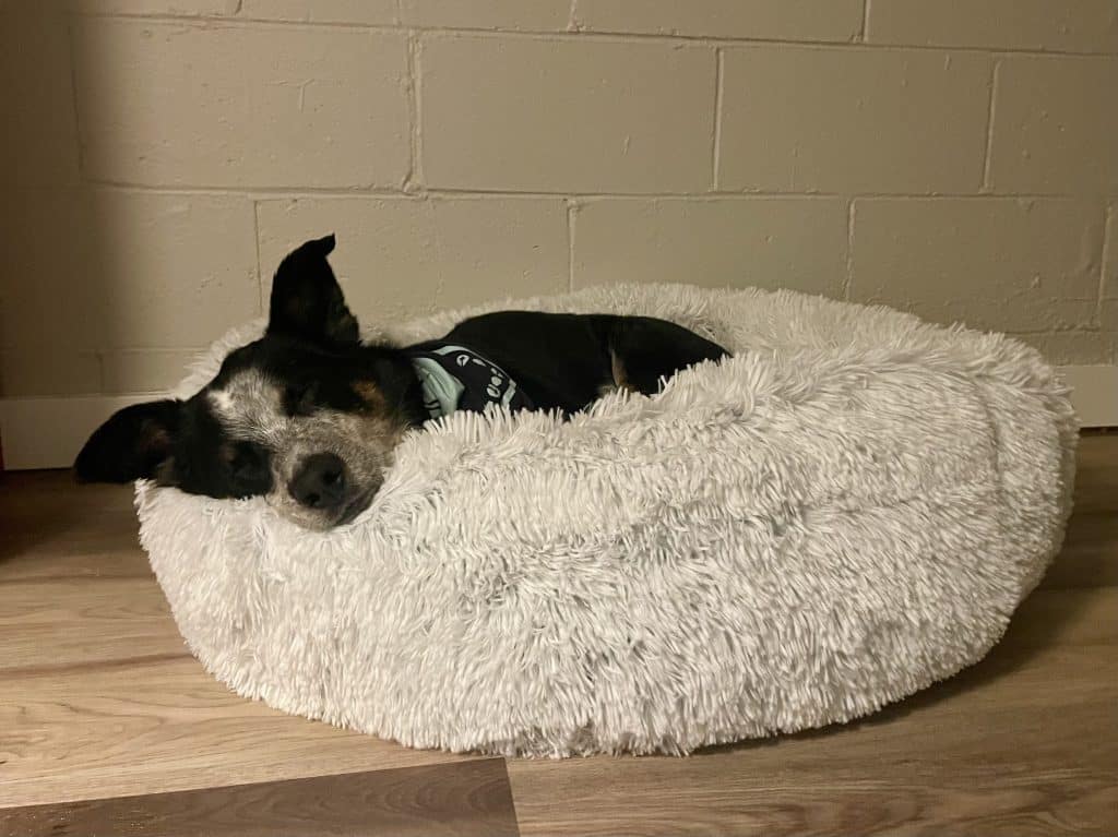 A black heeler mix dog naps in a fluffy white bed