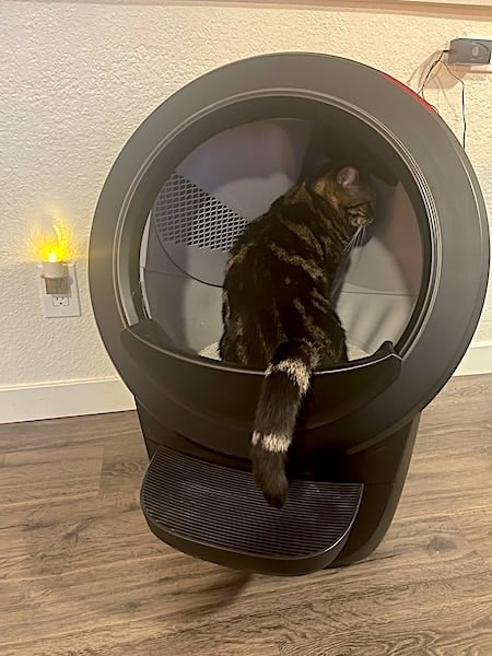 Cat squats in Litter Robot 4