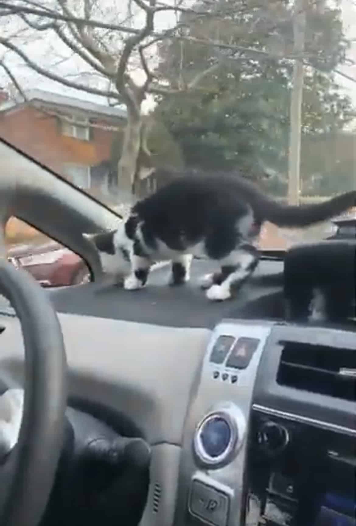 Cat Road Trip Tips What You Need To Take a Road Trip With Your Cat