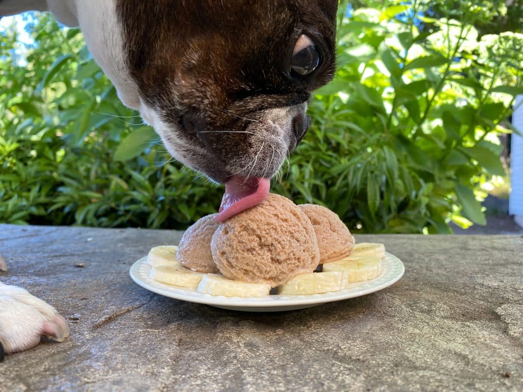 Olive eating scoops of peanut butter banana ice cream