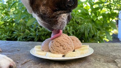 Olive eating scoops of peanut butter banana ice cream