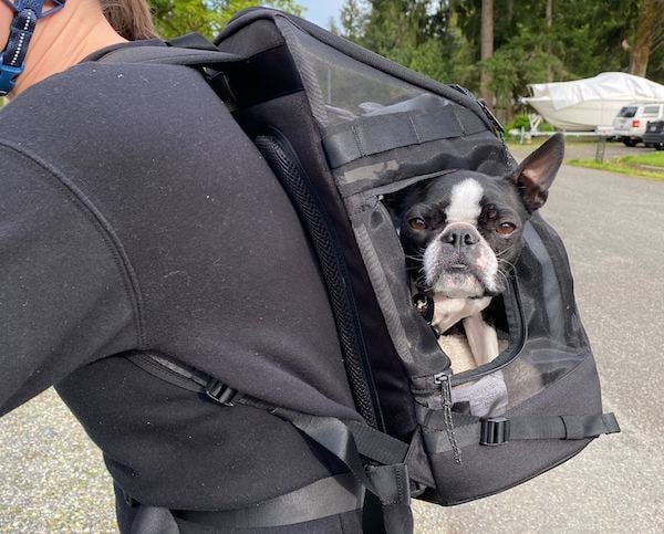 Dog in backpack on bike