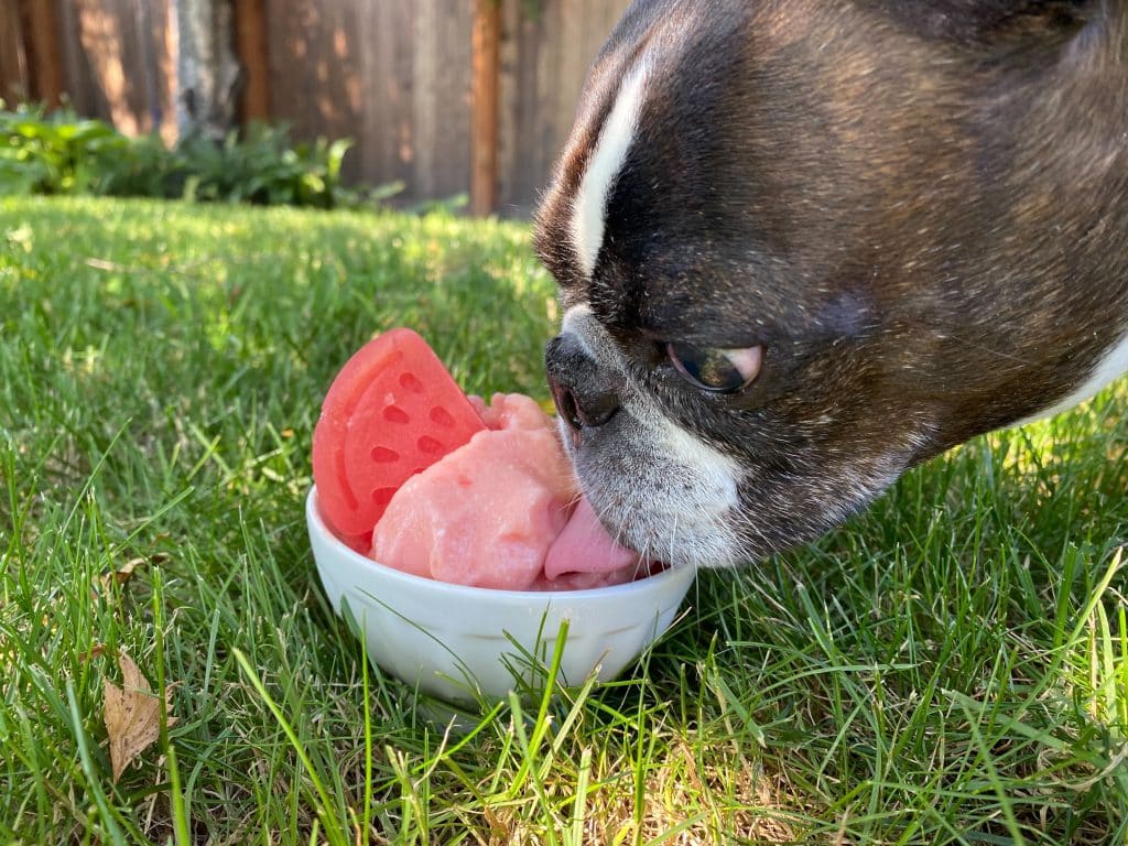 Olive loves her watermelon ice cream