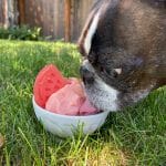 Olive loves her watermelon ice cream
