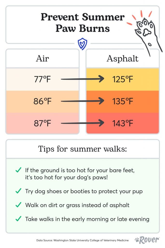 Prevent summer heat stroke and paw burns
