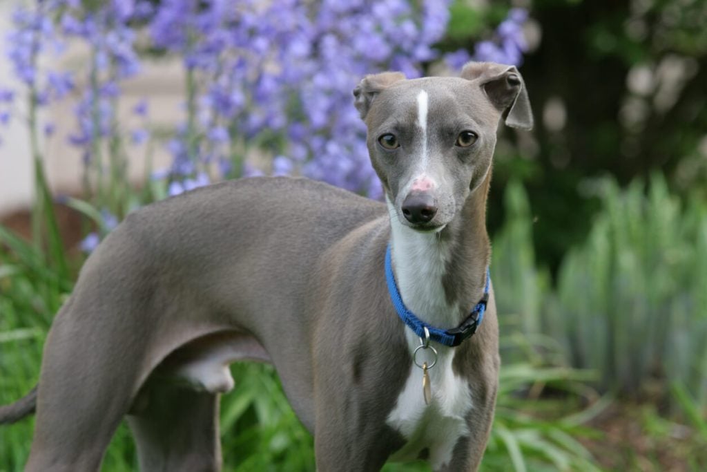 Italian Greyhound standing in garden