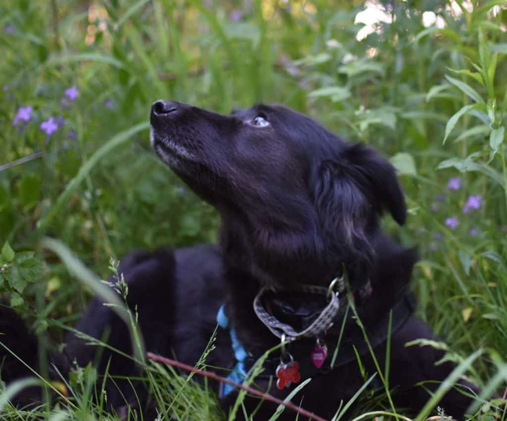 a black dog laying in purple flowers