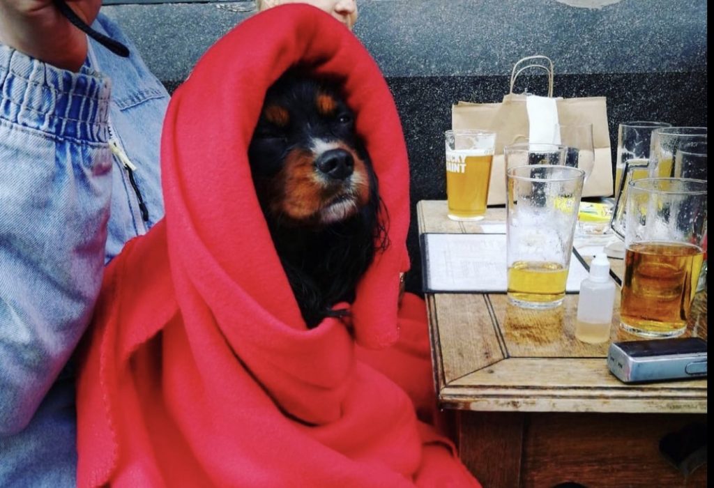 Dog sitting at a pub table