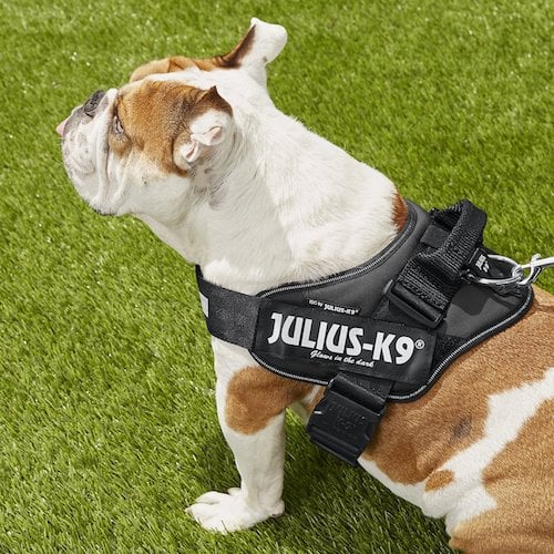 A bulldog sitting in the grass wearing a black harness.