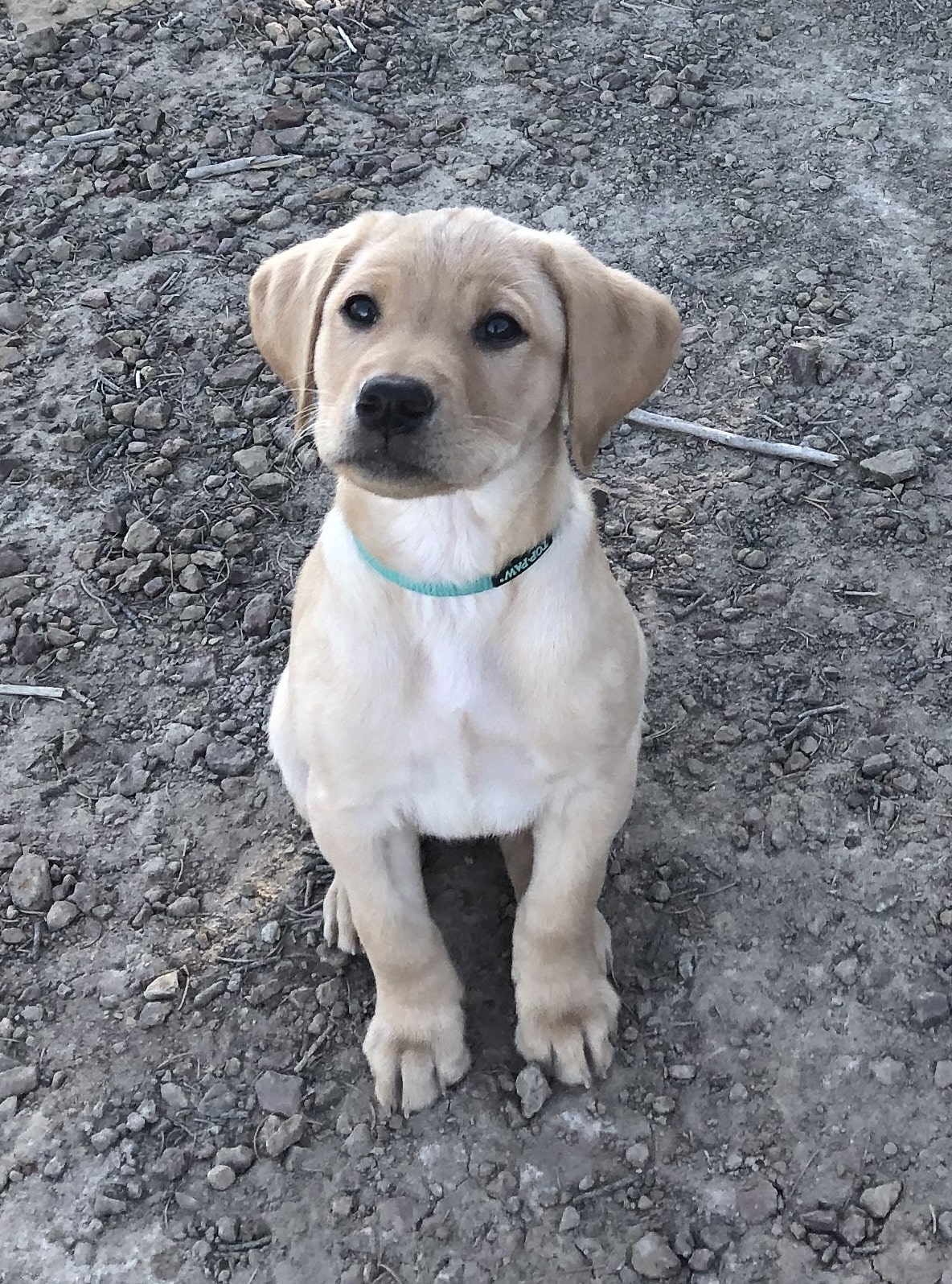 Philip Tedeschi's Labrador Retriever puppy, Juniper