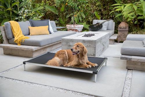 Golden Retriever laying on a black elevated dog bed on a backyard patio. 