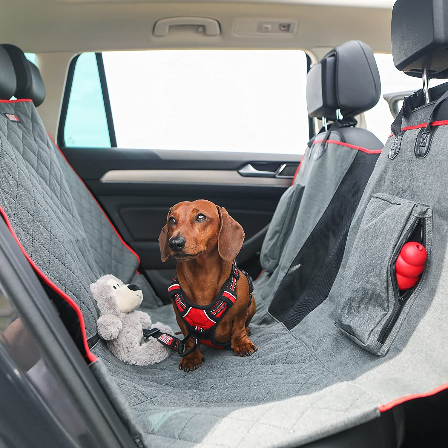 dachschund wearing a read harness on a gray seat cover in car