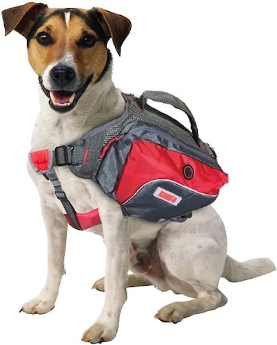 Small dog wearing a red and grey saddlebag.