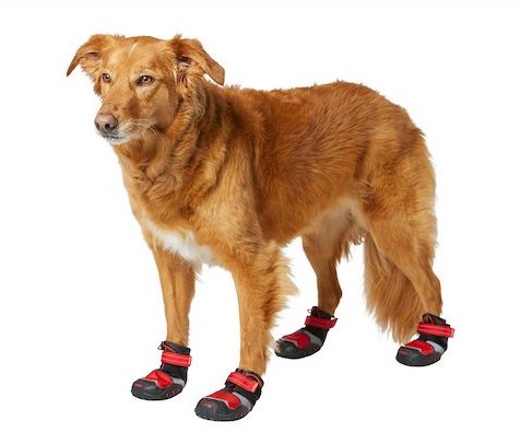 Dog wearing red and black booties