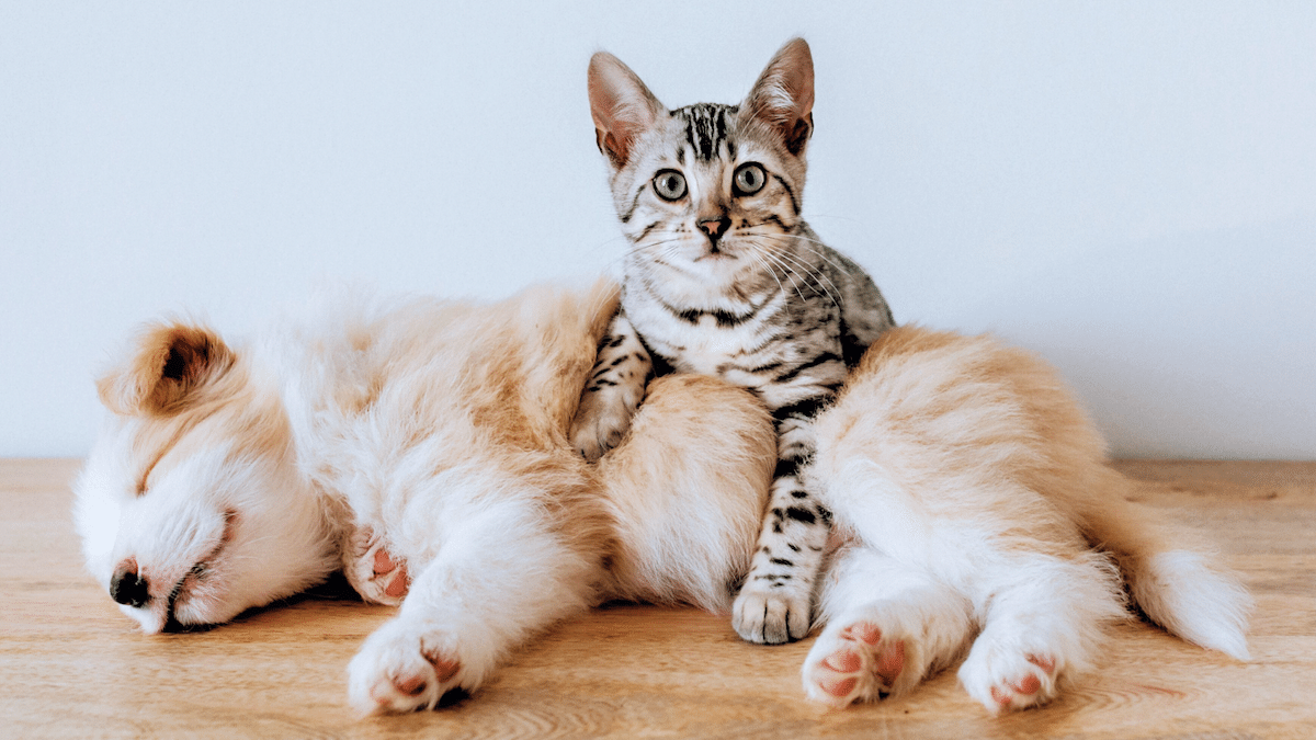 Lemonade Pet Insurance Review 2024