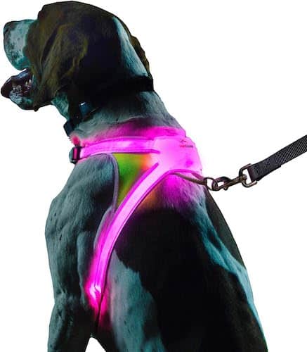 A dog wearing a magenta light up dog harness.