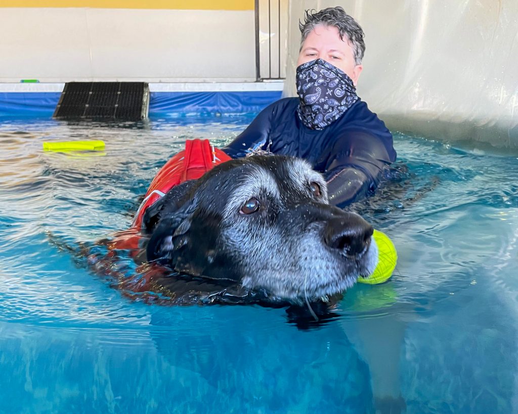 A black labrador swimming in a pool with the help of a specialist.