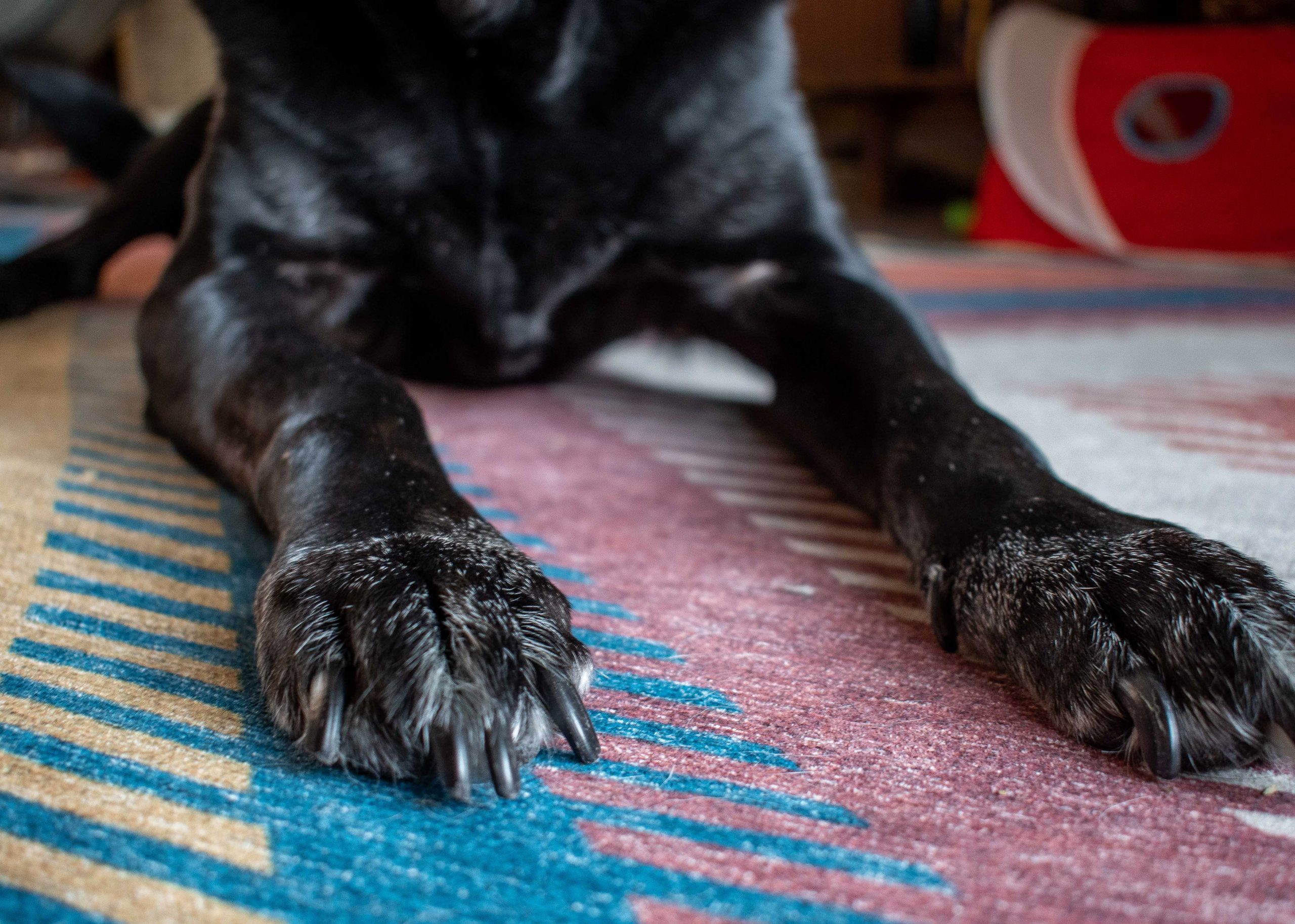 Dog rests paws with long nails on carpet, ready to try a dog nail grinder