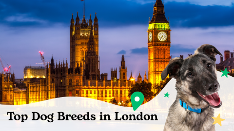 Top dog and cat breeds in London