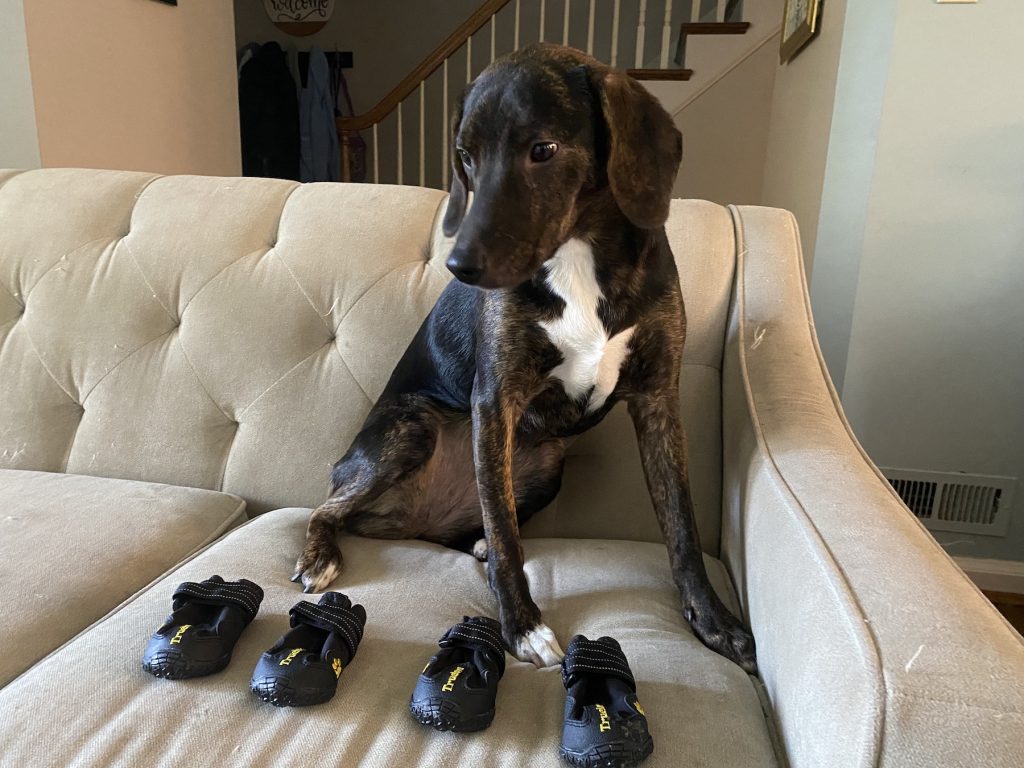 dog sitting on couch with dog boots