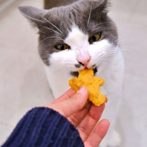 Cat eating holiday treats