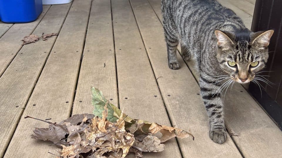 Cat and leaves