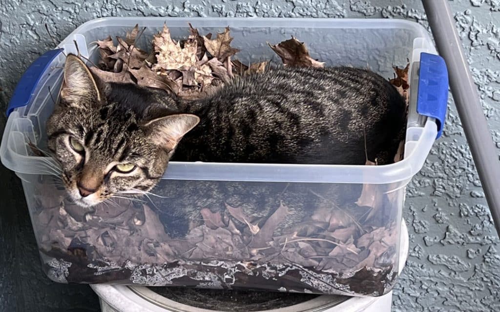 Cat with leaves